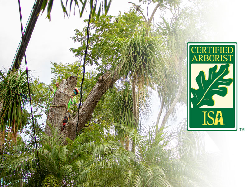 ISA Certified Arborist Tree Service