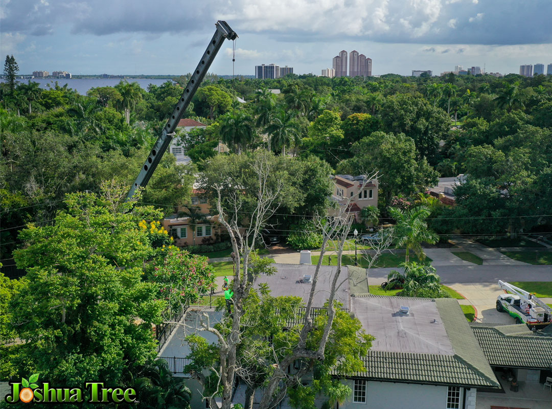 Hazardous Tree Removal & Crane Assisted Services