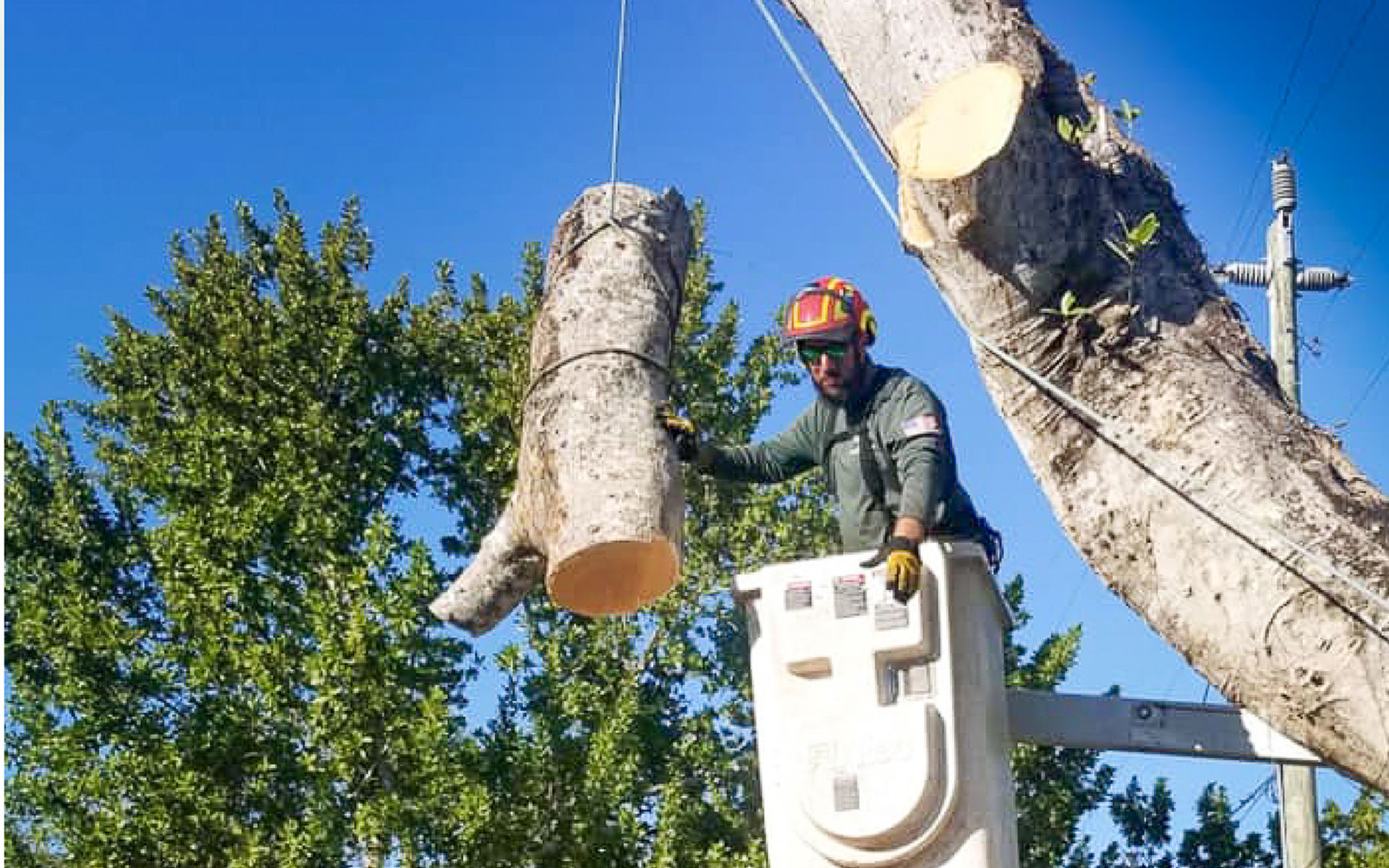 Tree Removal Service
