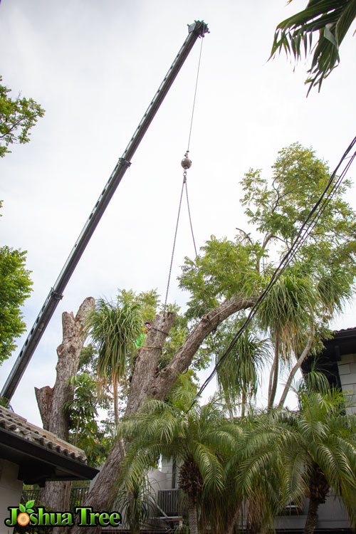Crane Assisted Tree Service