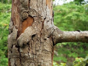 bark abnormalities a sign a tree may be dying