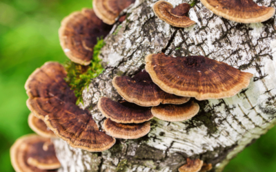5 Signs Your Tree is Secretly Stressed (And What to Do About It)