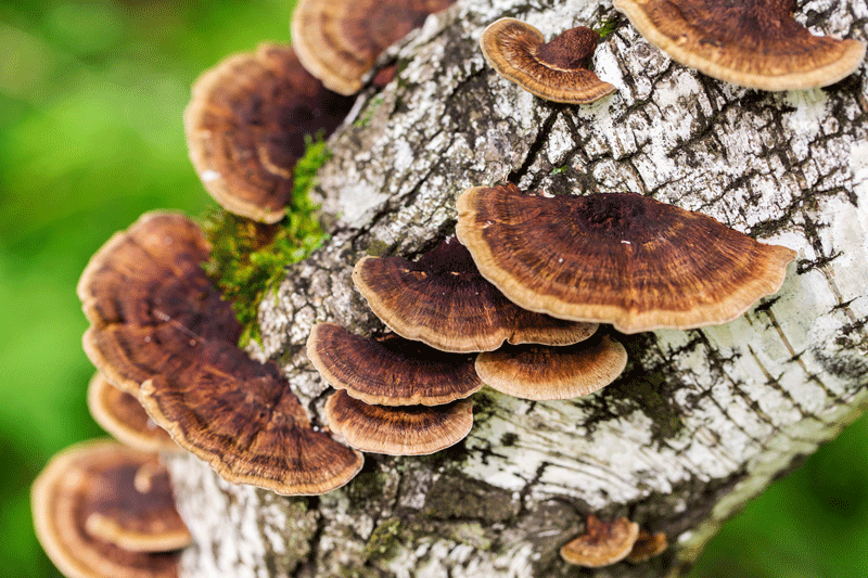 Tree Fungus — Sign of a Stressed Tree in Southwest Florida Fungal growth on a tree trunk in Southwest Florida, a common warning sign of internal decay and tree stress