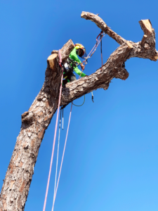 tree_removal_hire_an_expert