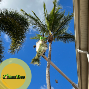 Palm-trimmed-joshua_tree_inc