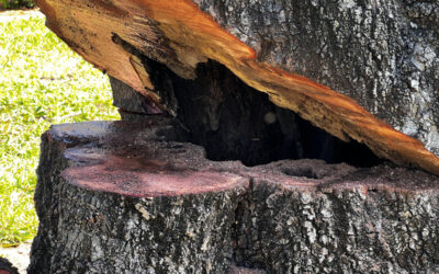 Why are so many trees turning brown after Hurricane Milton?