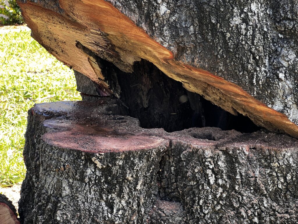 Close-up of a Banyan tree