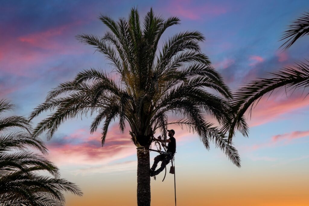 An arborist climbs a palm tree. 