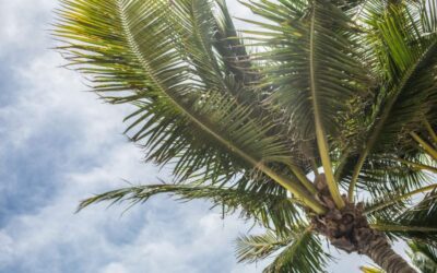 Introduction to Palms by Your Tree Care Experts in Fort Myers, Florida