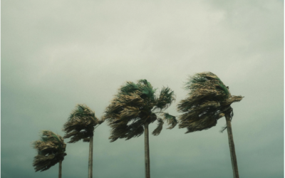 Safeguarding Your Trees for Florida’s Hurricane Season