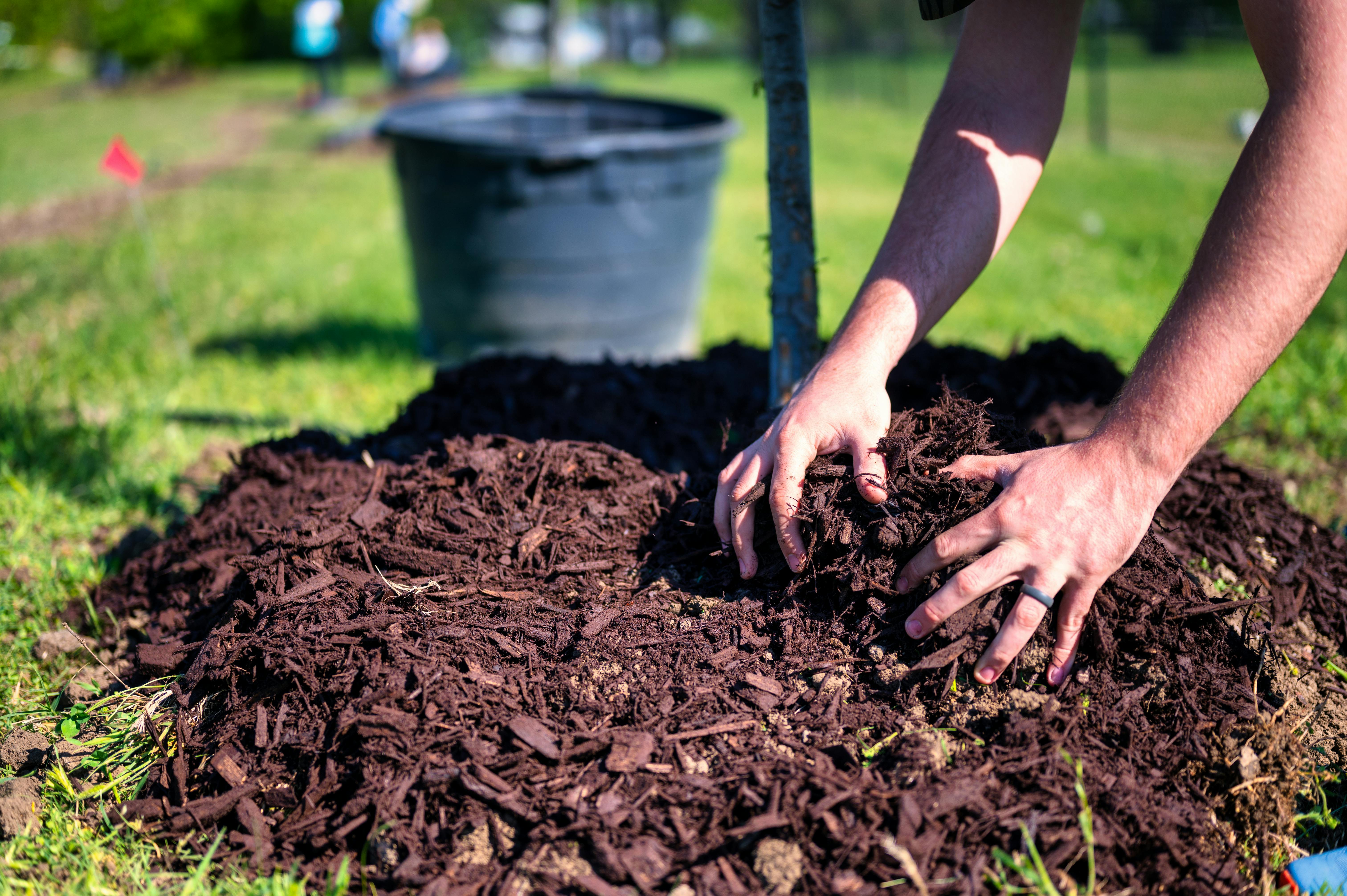 Tree Care Southwest Florida