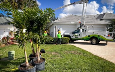 How to Protect Your Trees During Southwest Florida’s Dry Season