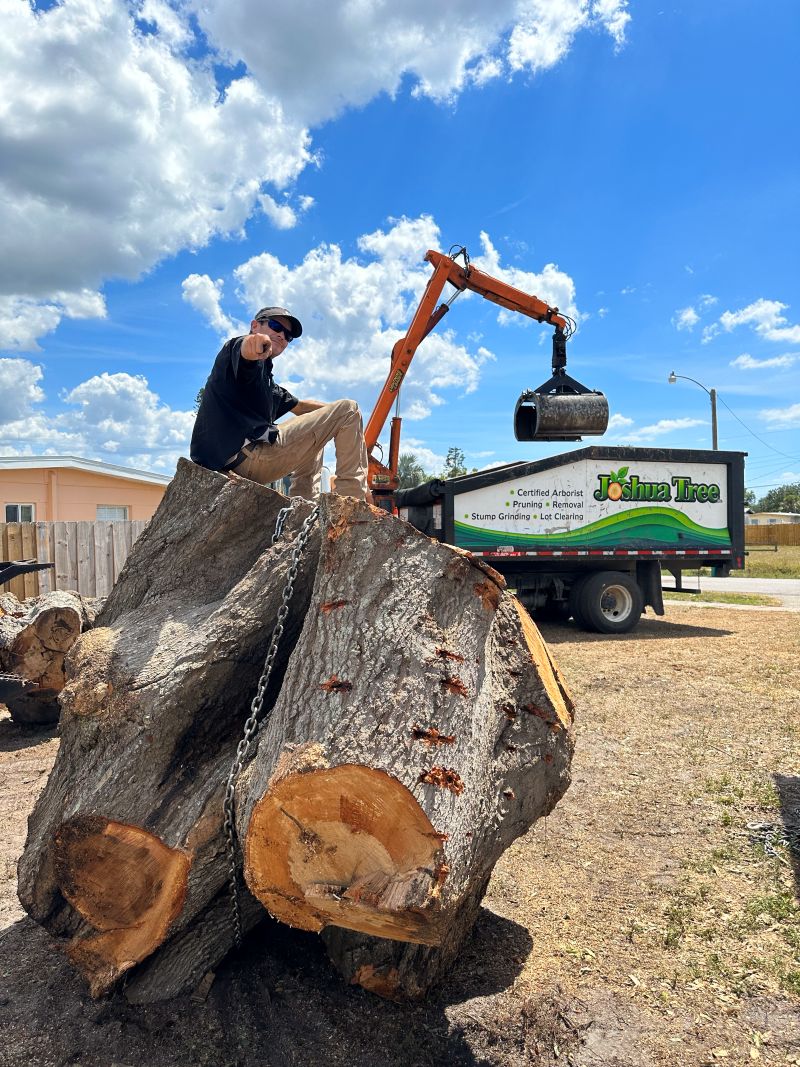 Tree Health Management Tree Health Management