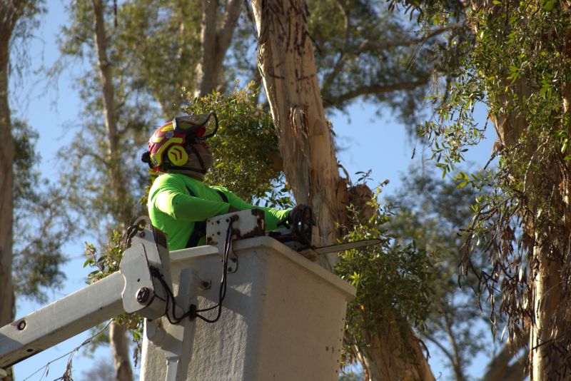 tree-trimming-florida.jpg Certified arborist trimming tree for maintenance in Southwest Florida