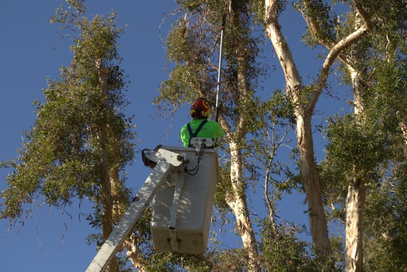 ISA certified arborist reviewing tree