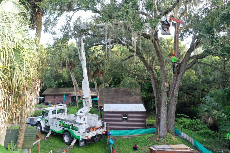 Tree canopy thinning for hurricane season in Florida