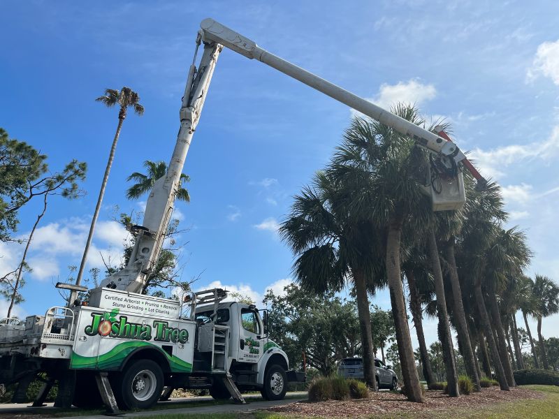 “ISA arborist inspecting storm-damaged tree