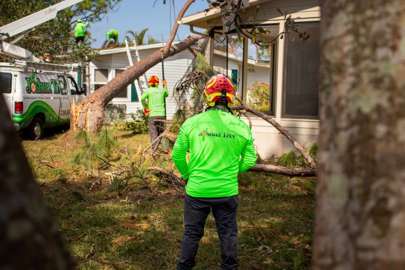 Tree Care Southwest Florida