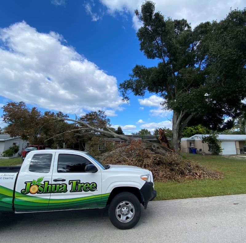 Emergency Tree Removal
