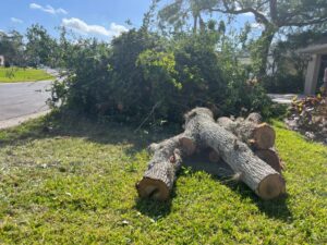 Certified arborist performing canopy thinning