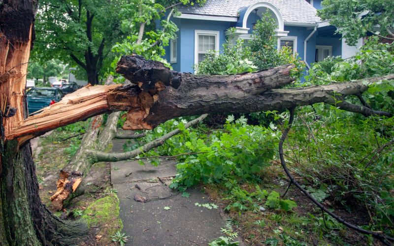 Hurricane Tree Preparation Southwest Florida