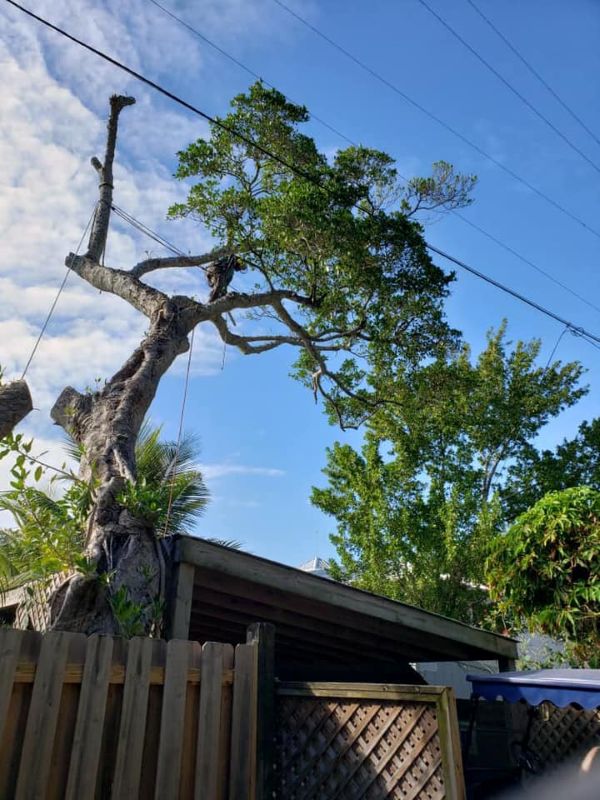 Overgrown tree canopy hanging over roof before professional inspection