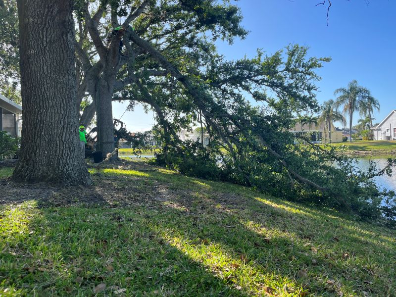 OPTIMIZED 5 Ways to Protect Your Trees—and Your Property—During Storm Season dangerous tree in need of ISA arborist inspection and pruning