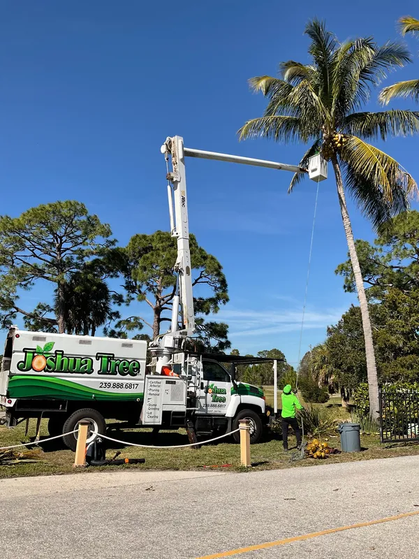 Tree Care Southwest Florida