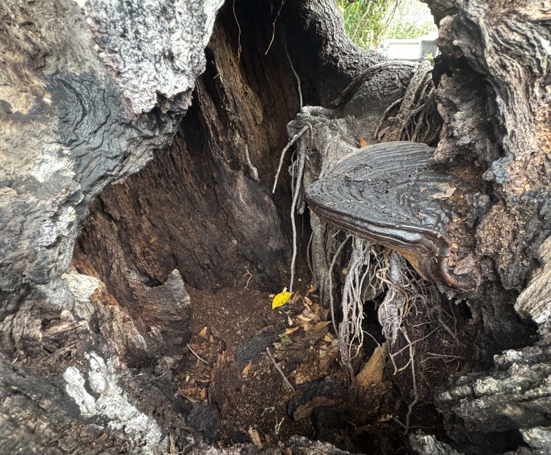 Close-up of a decaying, hollowed-out tree trunk showing internal rot and structural weakness in florida