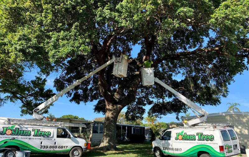 Certified arborist conducting a tree inspection in Florida