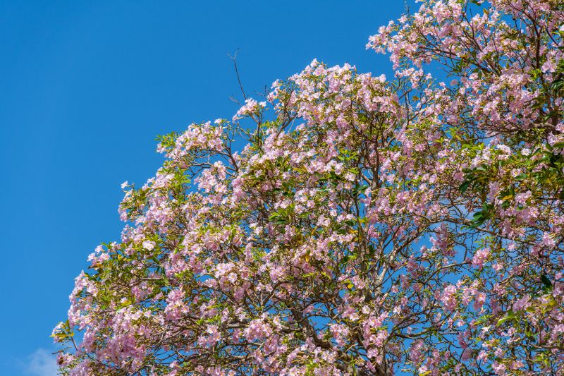 thriving fertilized tree in Florida climate