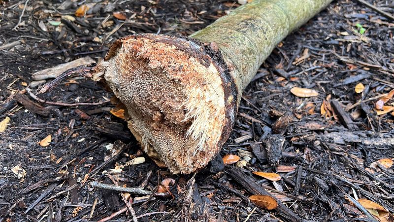 Close-up of a tree limb with internal rot and decay, removed during a professional inspection