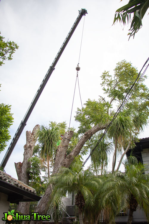 Tree Removal Service Tree Removal Service