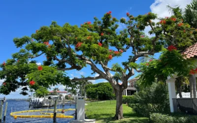 The Majestic Royal Poinciana