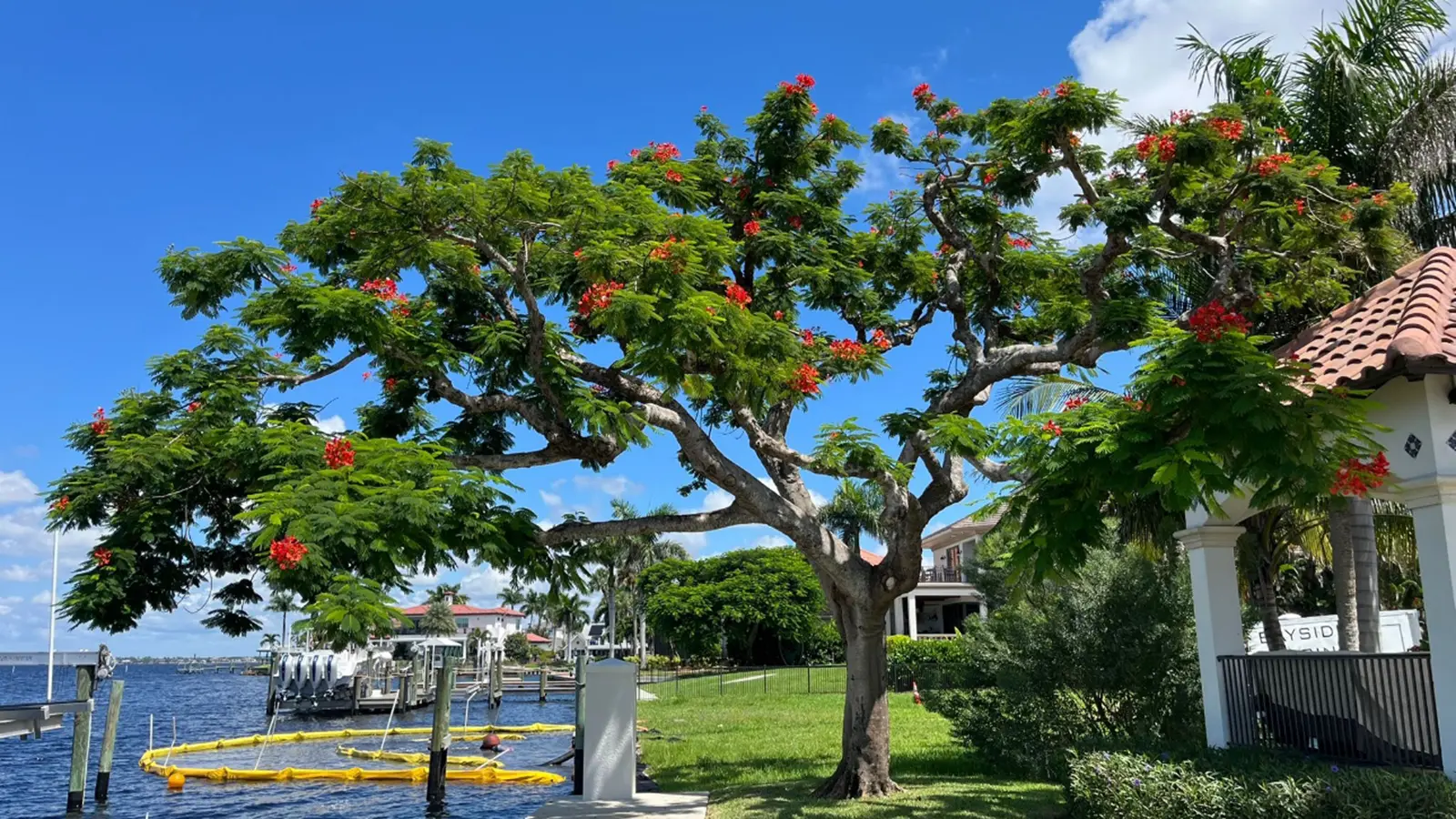 Royal Poinciana tree in full bloom in Southwest Florida landscape