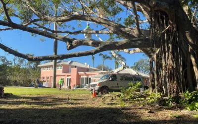 The Iconic Banyan Tree: Benefits, Risks, and Arborist Insights – (Ficus benghalensis)