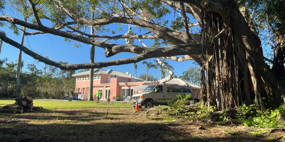 fort myers banyan tree-joshua tree inc