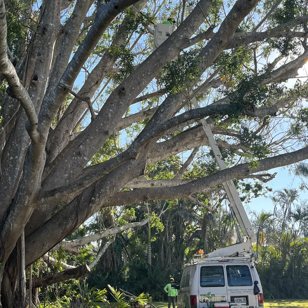 sprawling branches of a fort myers banyan tree-joshua tree inc
