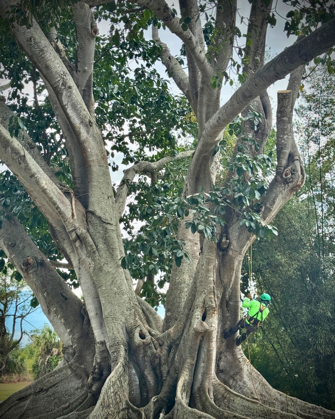 Wide view of ISA Certified Arborist climbing the expansive trunk of a Champion Mysore fig tree in Estero, Florida