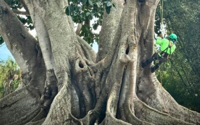 What Is a Champion Tree? Inside the Iconic Mysore Fig in Estero, Florida