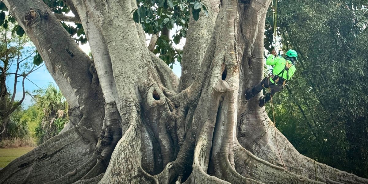 Joshua Tree Inc. Arborist Climbing the Champion Mysore Fig Tree in Estero, FL ISA Certified Arborist climbing the historic Mysore fig tree during preservation work in Estero, Florida