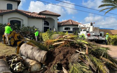 Why Southwest Florida Homeowners Trust Joshua Tree Inc. for Tree Removal