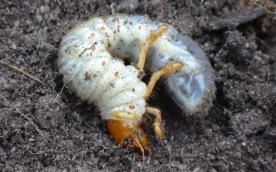 Ask an Arborist: What Do Grubs in a Tree Mean?