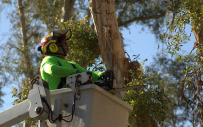 5 Common Tree Pruning Myths Debunked