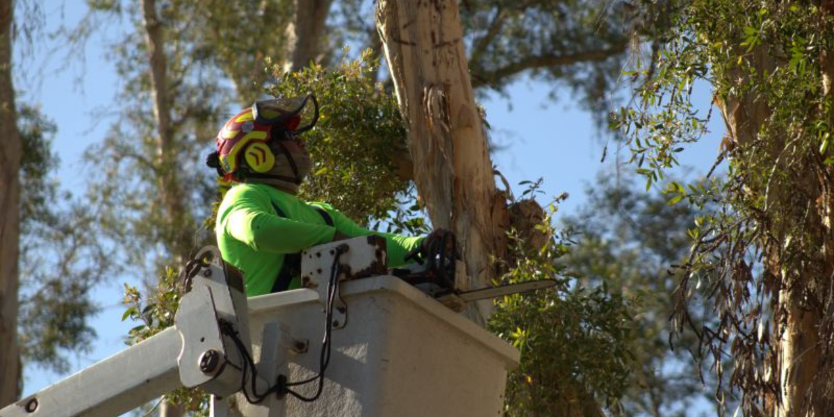 Arborist actively pruning tree Arborist actively pruning tree