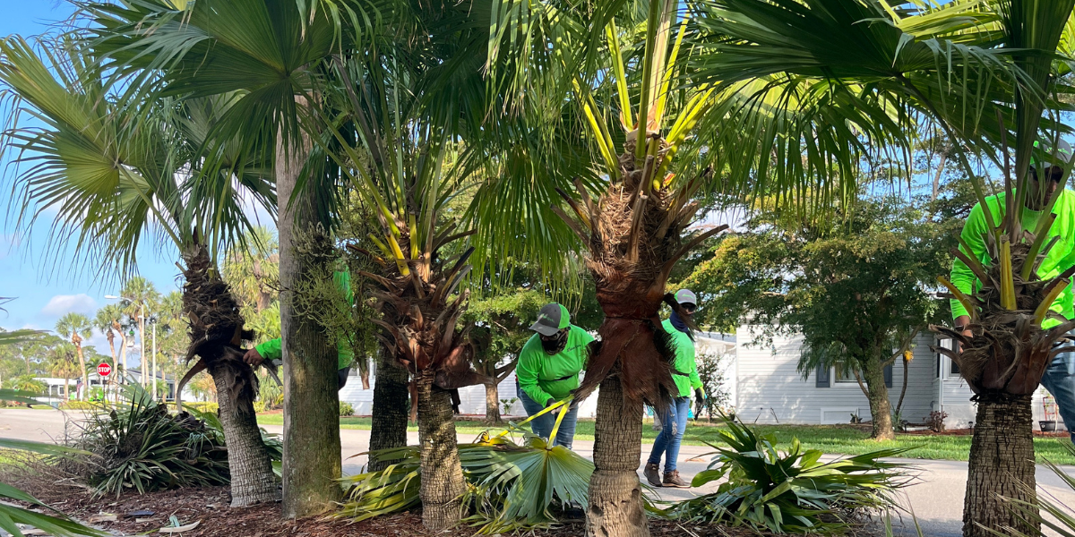 tree trimming technique