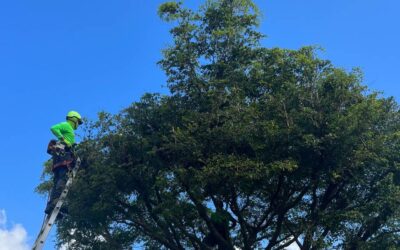 When is the Best Time to Prune Trees in Florida? A Trusted Advisor’s Guide