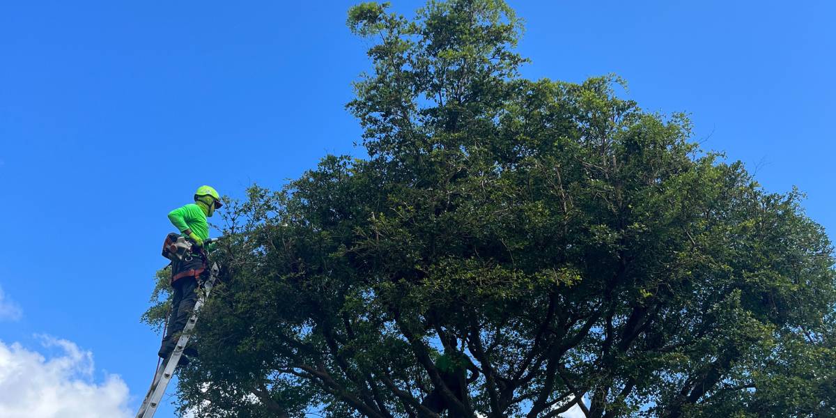 ISA Certified Arborist pruning large oak tree in Fort Myers, Florida