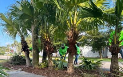 How Often Should I Have My Trees Pruned?