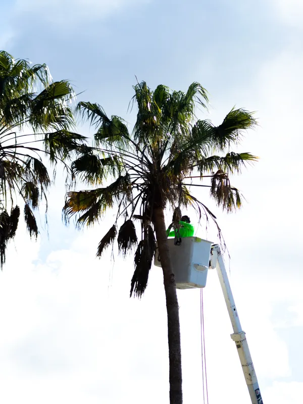 Safe Palm Removal in Bonita by Joshua Tree Inc